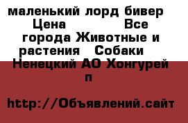 маленький лорд бивер › Цена ­ 10 000 - Все города Животные и растения » Собаки   . Ненецкий АО,Хонгурей п.